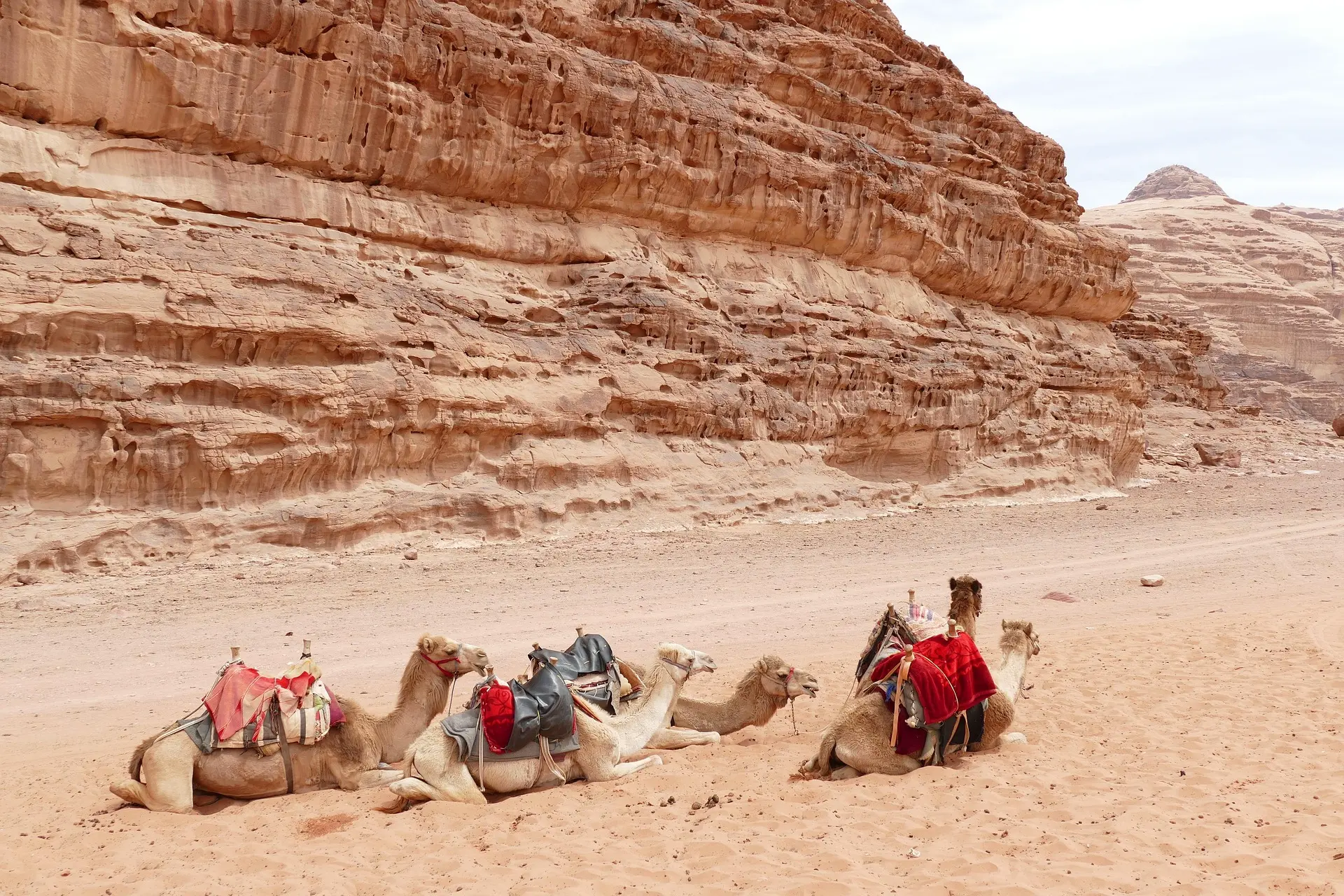 4-stündiger Kamelritt in Wadi Rum