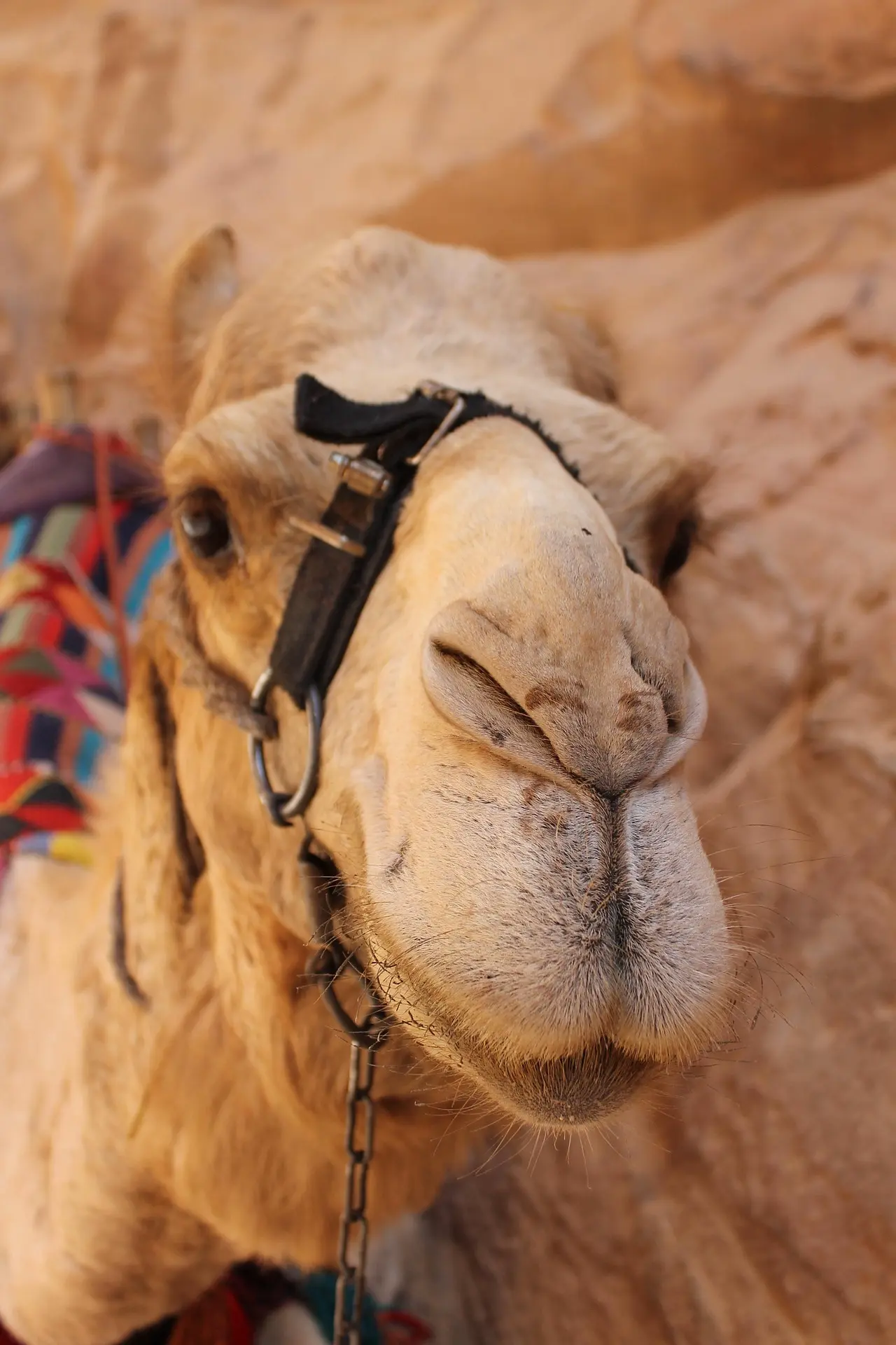Sonnenaufgangs-/Sonnenuntergangs-Kamelritt in Wadi Rum